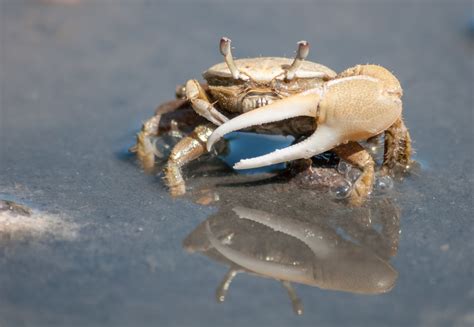 catching fiddler crabs at night.